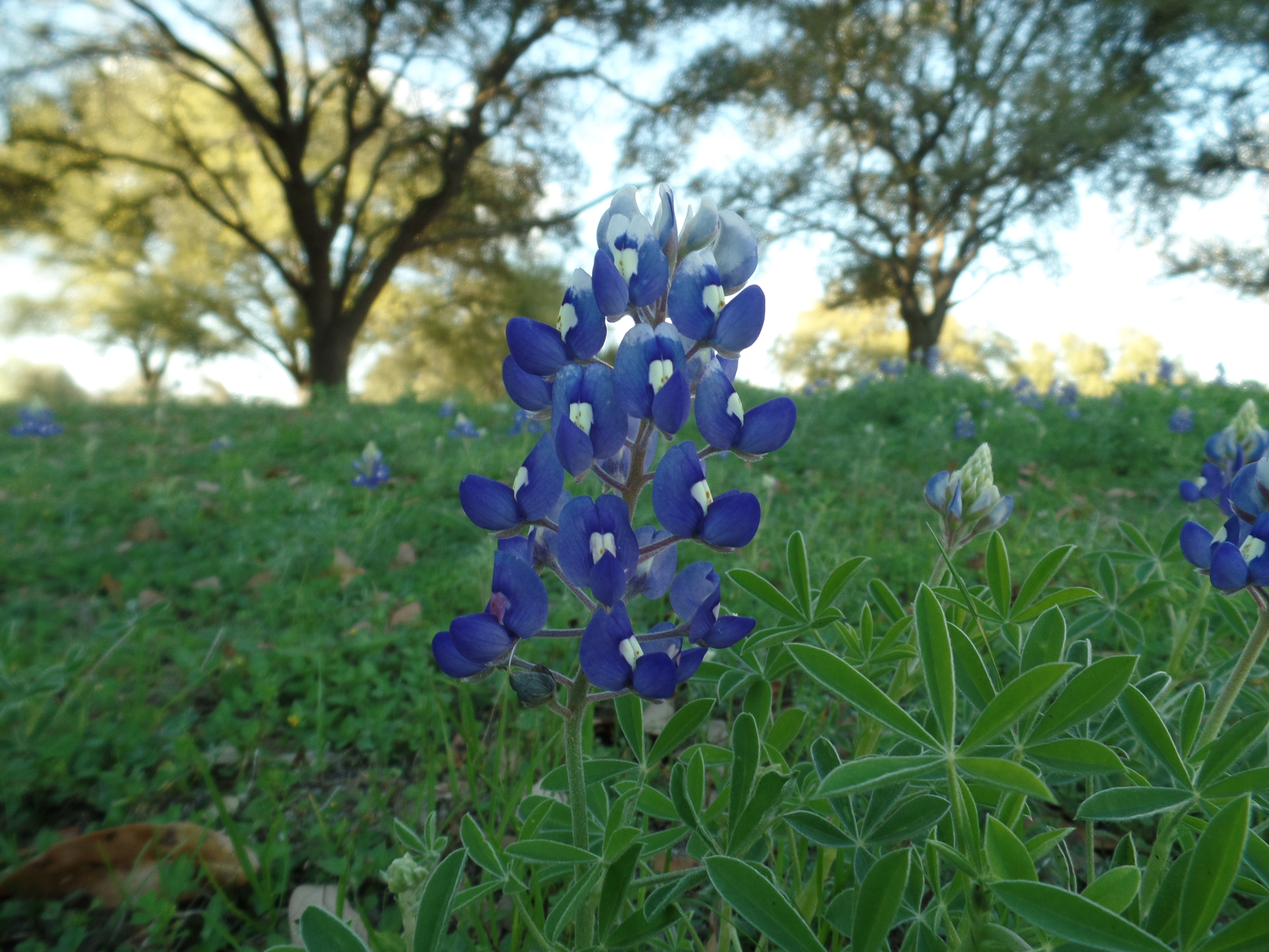 SAMSUNG CAMERA PICTURES